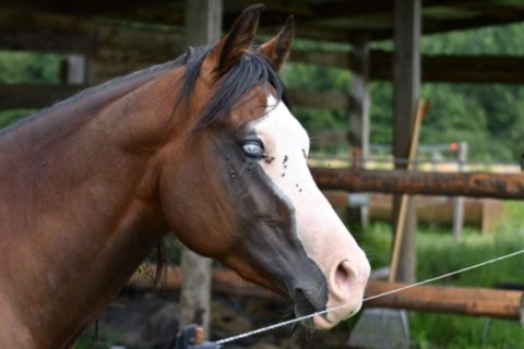 TQH Duc Gun’s Olena