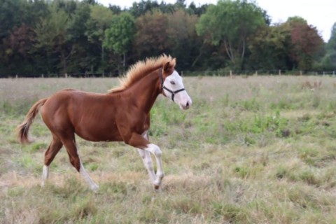 Malcolm, poulain du Valley Ranch
